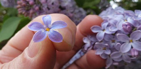 Бузок – як за допомогою цвіту загадувати бажання, щоб воно збулося