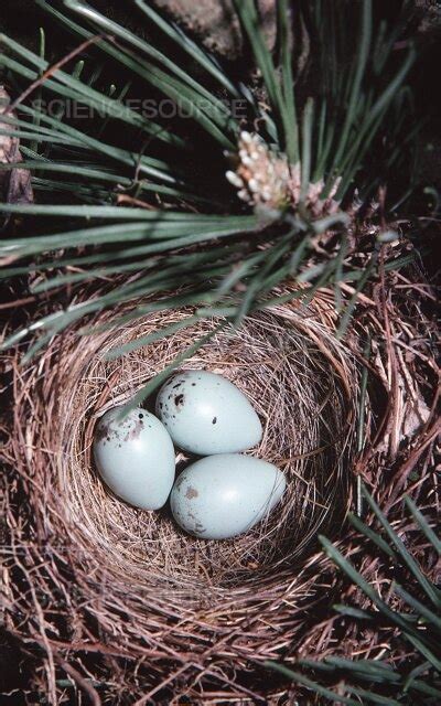 Photograph | Chipping Sparrow nest | Science Source Images