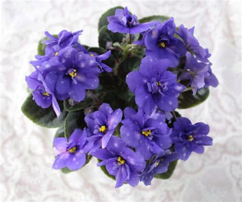 Rob's Astro Zombie | African violets, Orchids, Plants