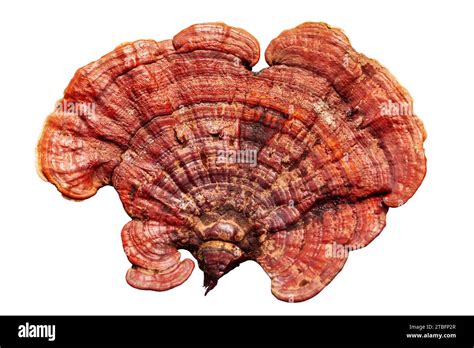 Red reishi mushroom on white background isolated closeup, Lingzhi ...