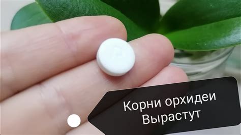 орхидея уход, корни теперь всегда будут здоровые - YouTube