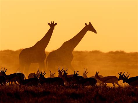 Жирафы и газели / Giraffes and Gazelles, Namibia | dovga.net