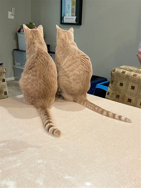 texarkana animal clinic 4