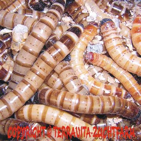 Zophobas - DRAGONZOO.shop