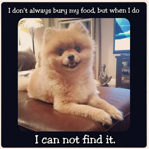 75+ Funniest Pomeranian Memes
