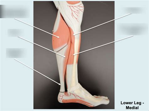 Lower Leg (Medial) Diagram | Quizlet