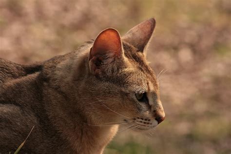Chausie cat breed - Origin, Characteristics, Character, Care & Health