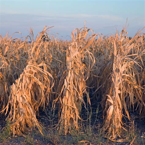 Making crops more resilient to drought risk | McKinsey