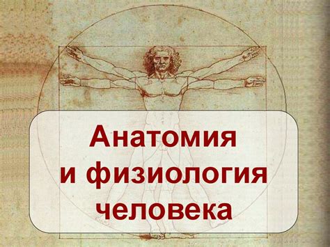Анатомия и физиология человека - презентация онлайн