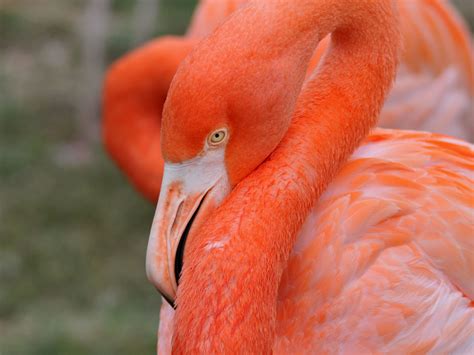 The Online Zoo - American Flamingo