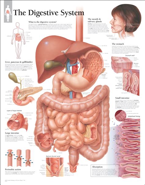 Functional Anatomy Of The Digestive System Diagram Digestion