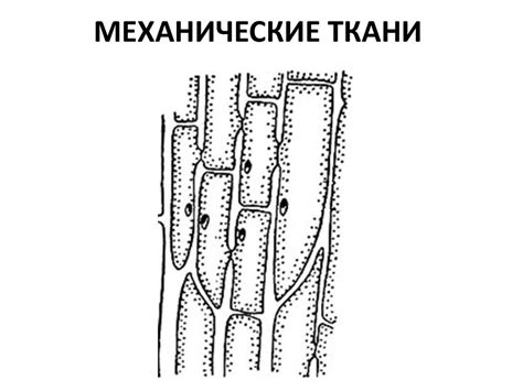 Ткани растений - презентация онлайн