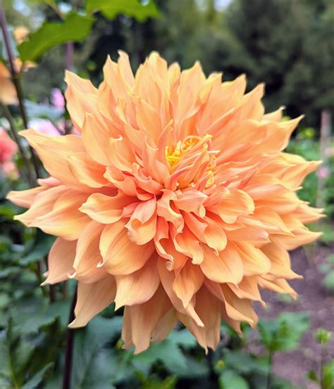The Martha Stewart Blog : Blog Archive More Dahlias Blooming in My