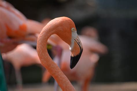 Orange and White Feathered Bird · Free Stock Photo