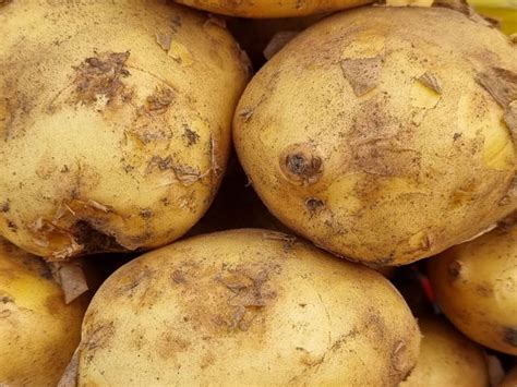 Что готовят из картошки разные народы: эти блюда можно приготовить ...