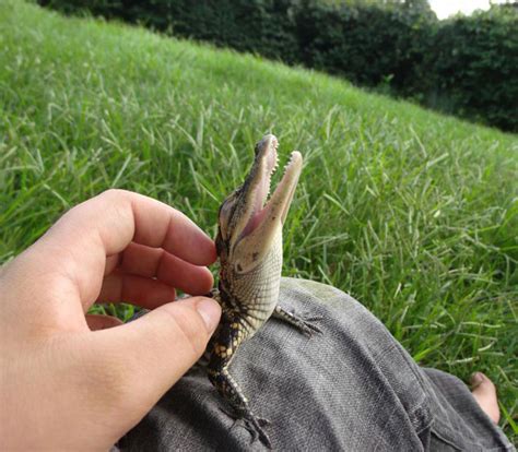 24 Cool Reptiles Captured at the Perfect Place and Time - TechEBlog