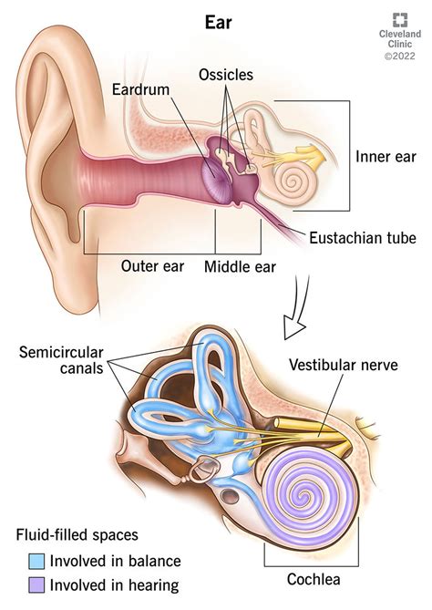 Human ear model human ear anatomy structure ear canal ear collection ...