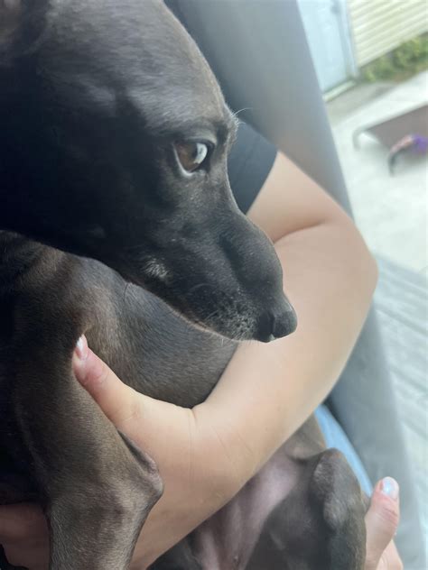 My poor girl got stung by a hornet :( : r/ItalianGreyhounds