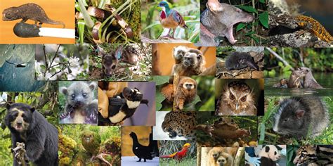 Los 25 animales que cautivaron a nuestros seguidores en el 2016