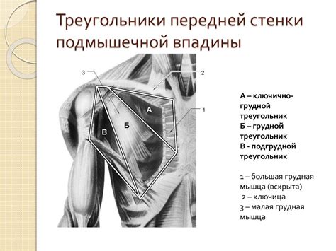 Топографическая анатомия и оперативная хирургия верхней конечности ...