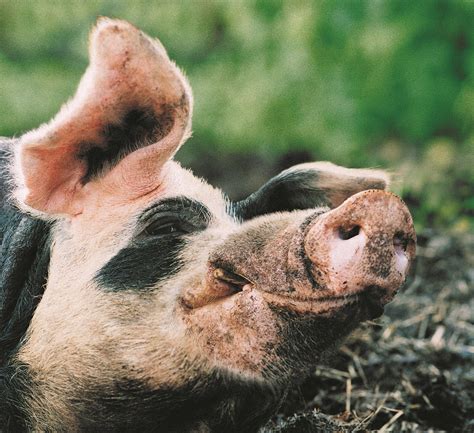 how often do pigs go into heat
