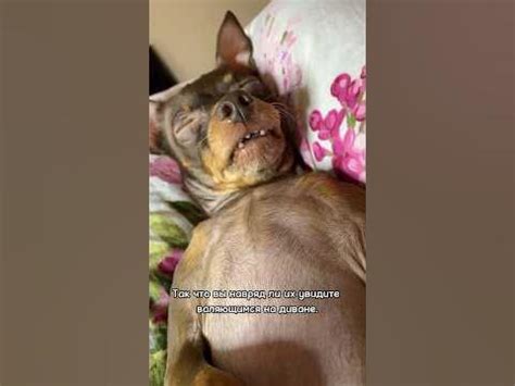 Кратко о породе #тойтерьер или #русскийтой - YouTube