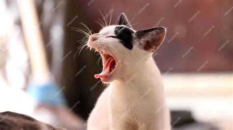 Palavra Que Rima Com Gato - 7