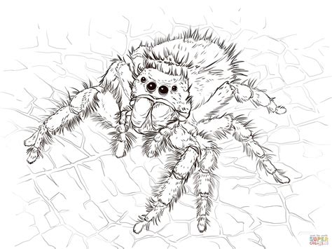Kumo Kumo no Mi, Model: Jumping Spider | One Piece: Ship of fools Wiki