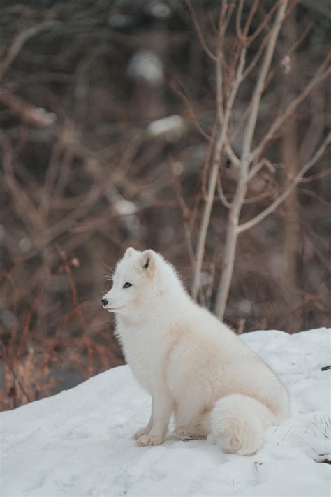 Little snow fox : SonyAlpha