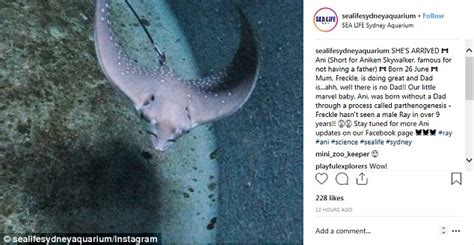 Female stingray manages to give birth despite not having contact with a ...