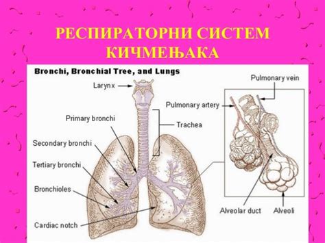 Varenje, disanje, krvni sistem kicmenjaka