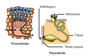 Sistema Excretor Dos Platelmintos - BIOLOGO INQUIETO: SISTEMA EXCRETOR
