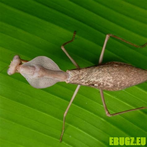 Rhombodera kirbyi - EBUGZ