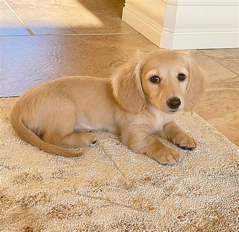 English Cream Miniature Dachshund Puppies - Crème of the Crop