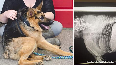 Quasimodo: Dog with short spine has big heart - ABC7 Los Angeles