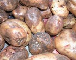 Cymoxanil & Propamocarb Fungicide, Propamocarb Azoxystrobin Factory ...