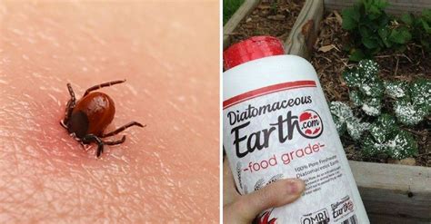 7 Natural Ways To Keep Ticks Out Of Your Yard This Summer