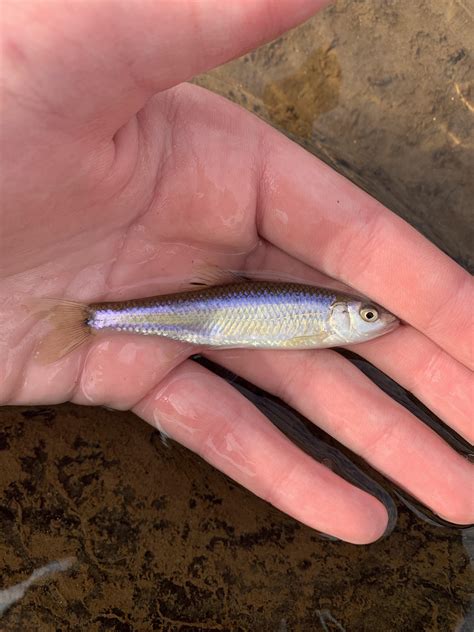 New species today! Whitefin shiner : MicroFishing