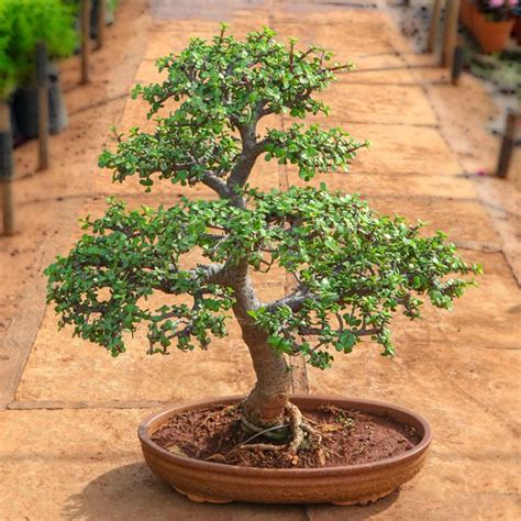 Jade Bonsai: Styles of Jade Bonsai Trees - Bonsai Craft