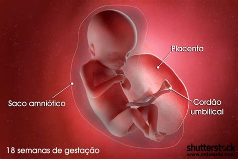 Feto De 18 Semanas Fotos