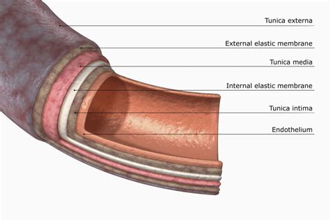 artery structure function  disease