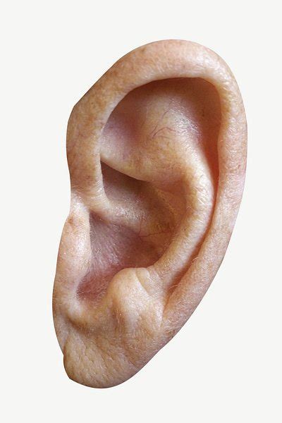 Human ear collage element psd | Premium PSD - rawpixel