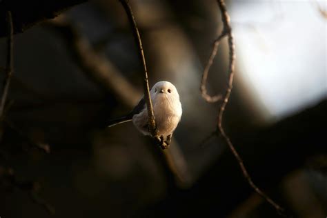 Tegan Brady Tits Photos, Download The BEST Free Tegan Brady Tits Stock