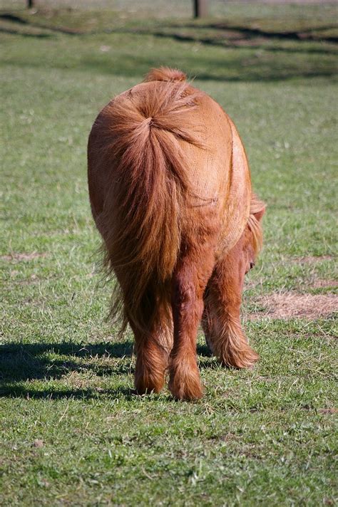 Pony Horse Small - Free photo on Pixabay - Pixabay
