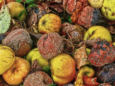 sonar  comida podrida