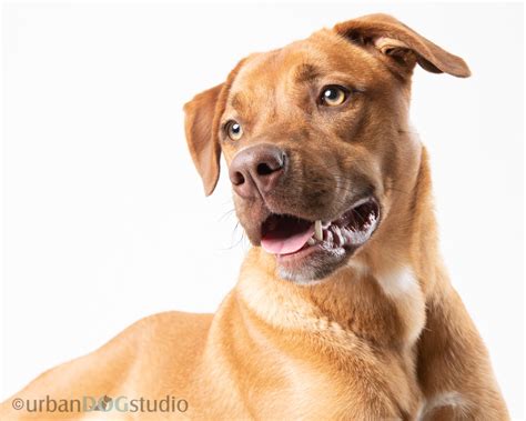 Urban Dog Studio photographs Fluff Animal Rescue dog Daisy — Urban Dog ...