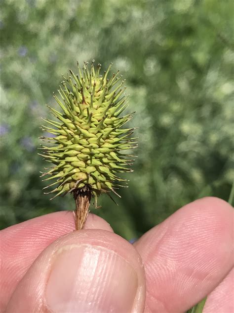2018 Sedge Identification Workshop Photos - Illinois Native Plant Society