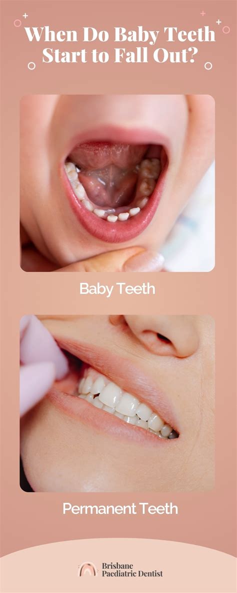 baby teeth disintegration baby teeth fall  chart iteg