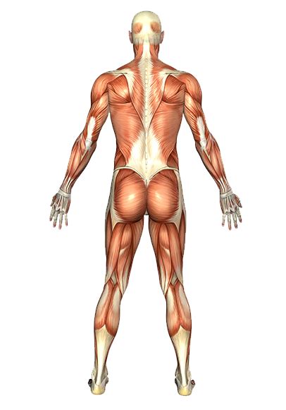 posterior anatomy Diagram | Quizlet