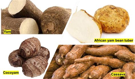 | African tuber crops... | Download Scientific Diagram
